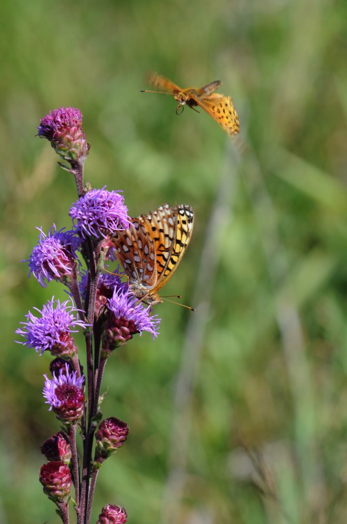 DSC_9850.jpg - Prairie Flowers