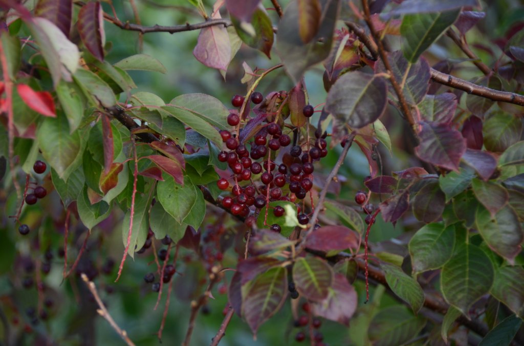 700_5514.JPG