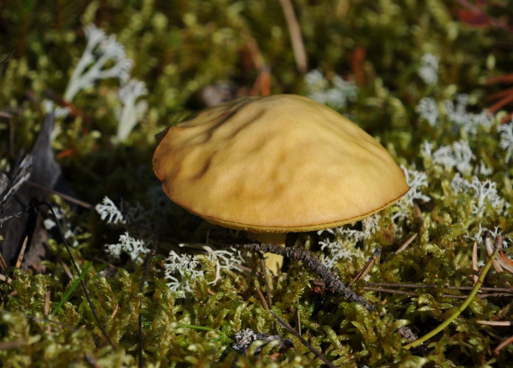 DSC_0100.jpg