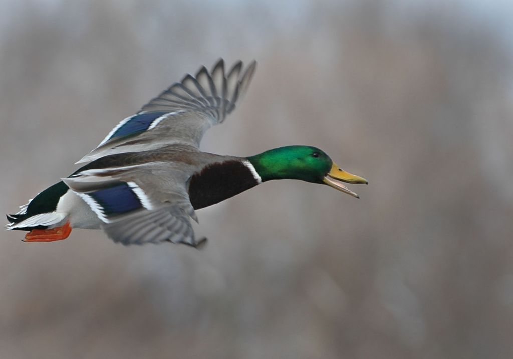 DSC_0426.jpg