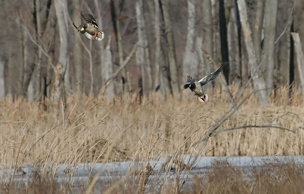DSC_3520.jpg