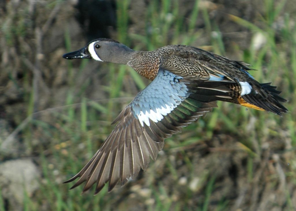DSC_6174.jpg