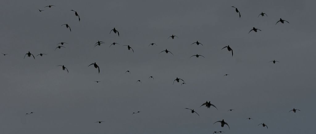 DSC_9504.jpg