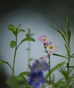 DSC_7075