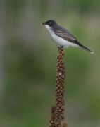 flycatcher
