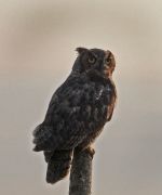 owl2