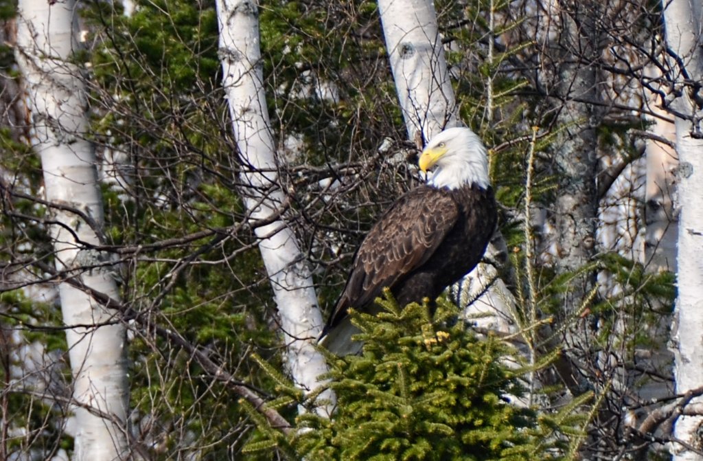 700_8906.jpg - Eagle eyeing my fish stringer