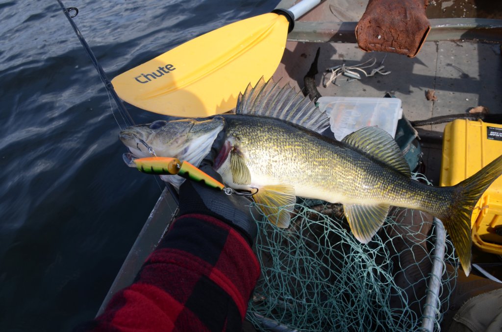 700_8947.jpg - Evening walleye  bite