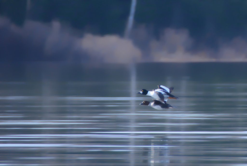700_9042.jpg - Soft Focus