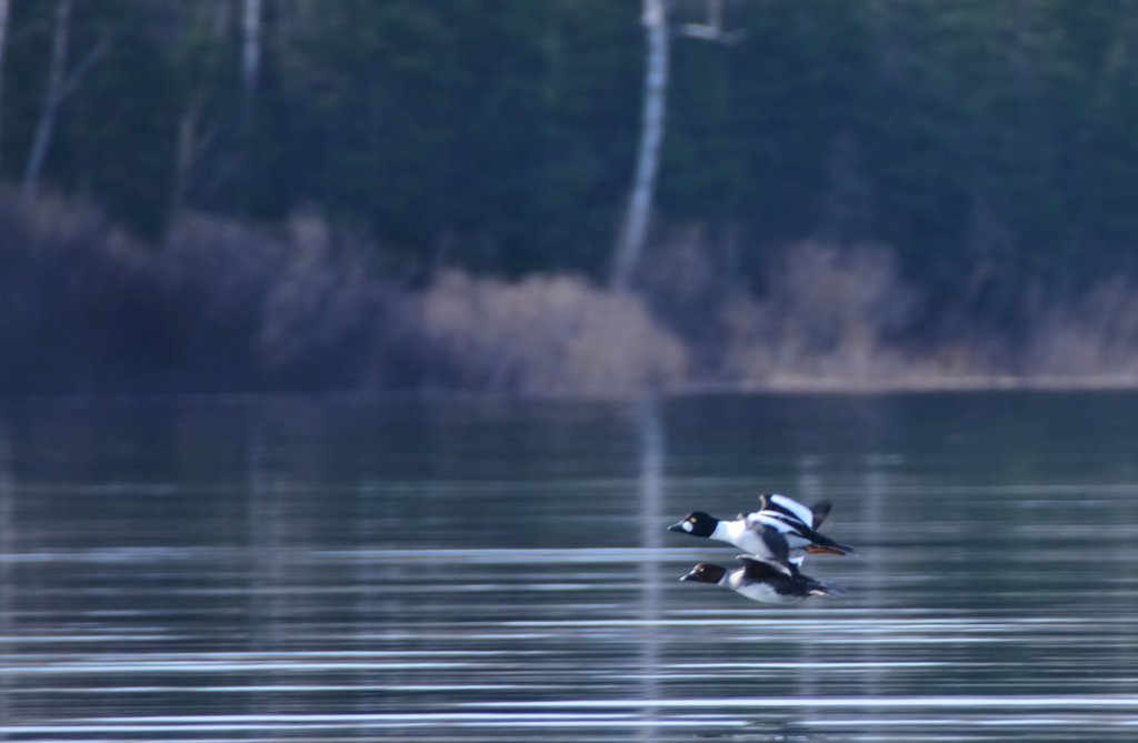 700_9042_2.jpg - In flight