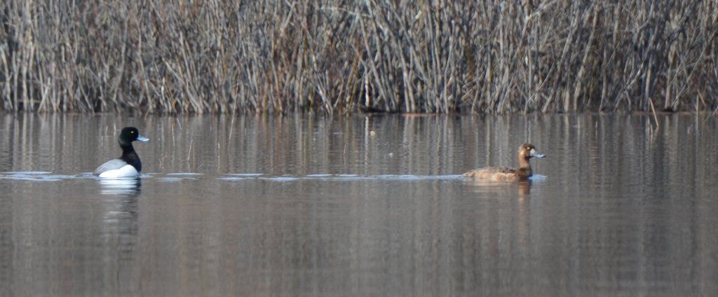 700_9056.jpg - Bluebills