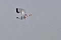 kite