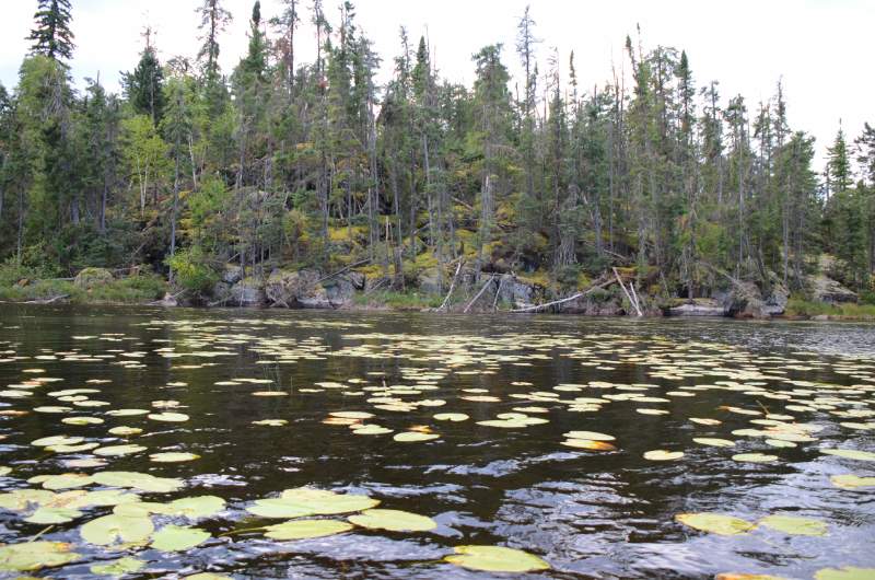700_4702.jpg - Lilly pads
