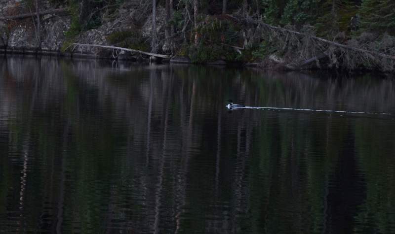 700_5002.jpg - A loon checking me out