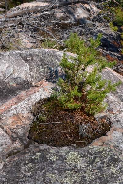 700_5124.jpg - Life sprouts from every patch of soil