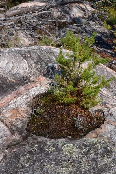 700_5124.jpg - Life sprouts from every patch of soil