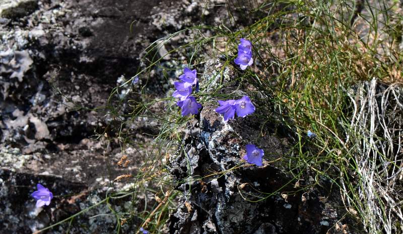 700_5166.jpg - Bluebells in the rock face