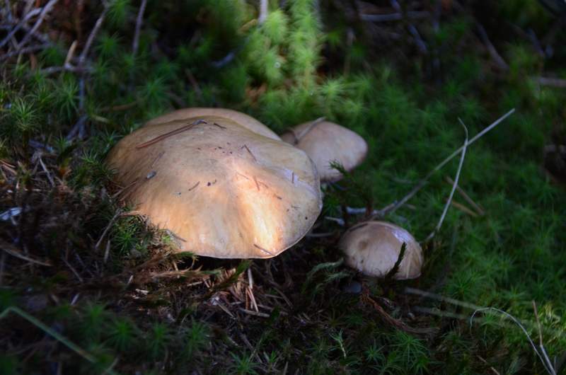 700_5292.jpg - Edible