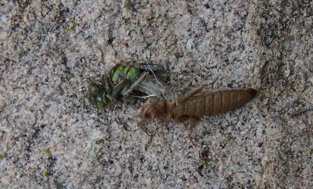 700_5182.jpg - Metamorphosis
