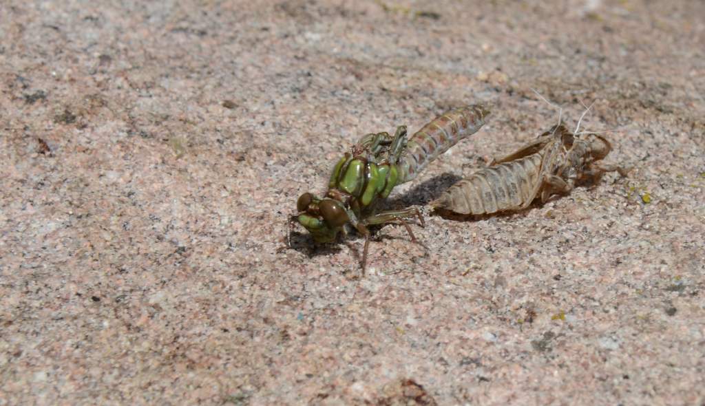 700_5193.jpg - A dragonfly is born