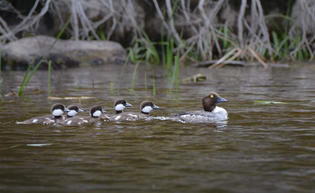 700_5194.jpg - Goldeneye and her babes