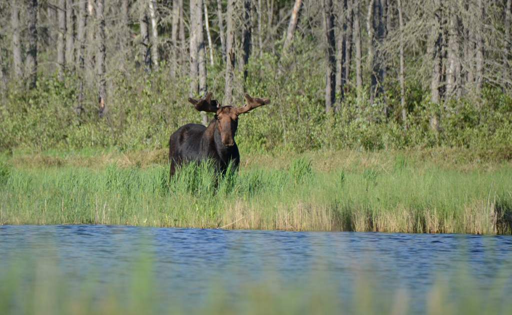 700_5274.jpg - Moose