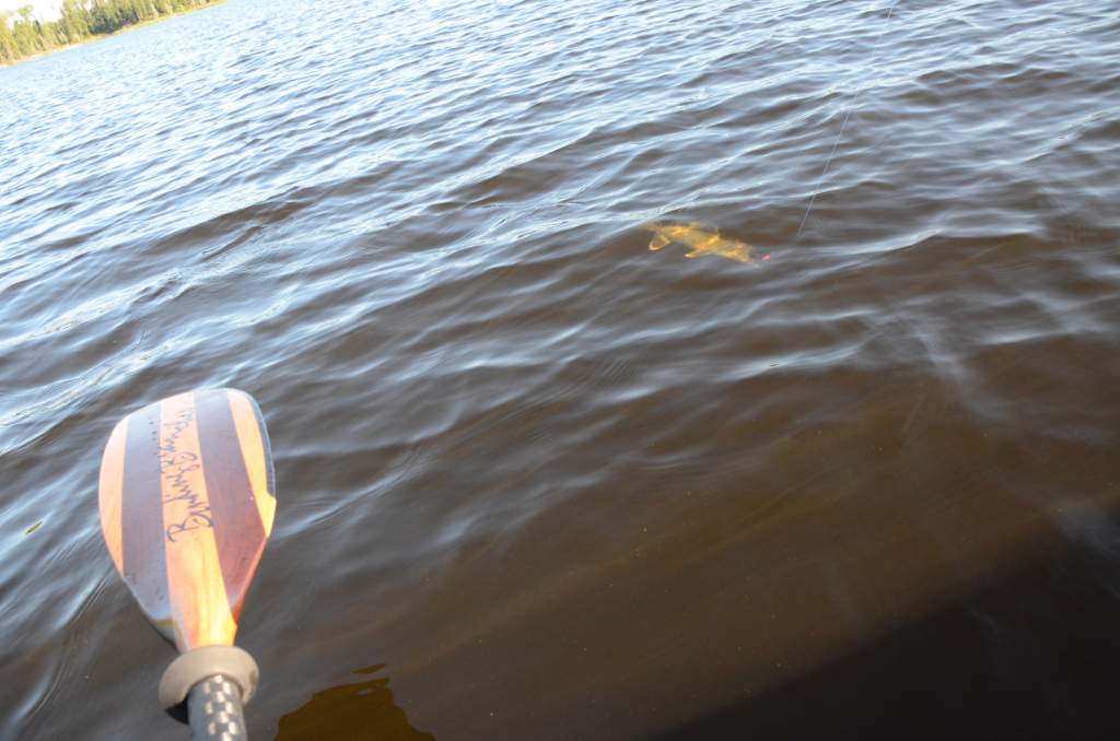 700_5338.jpg - Fish on