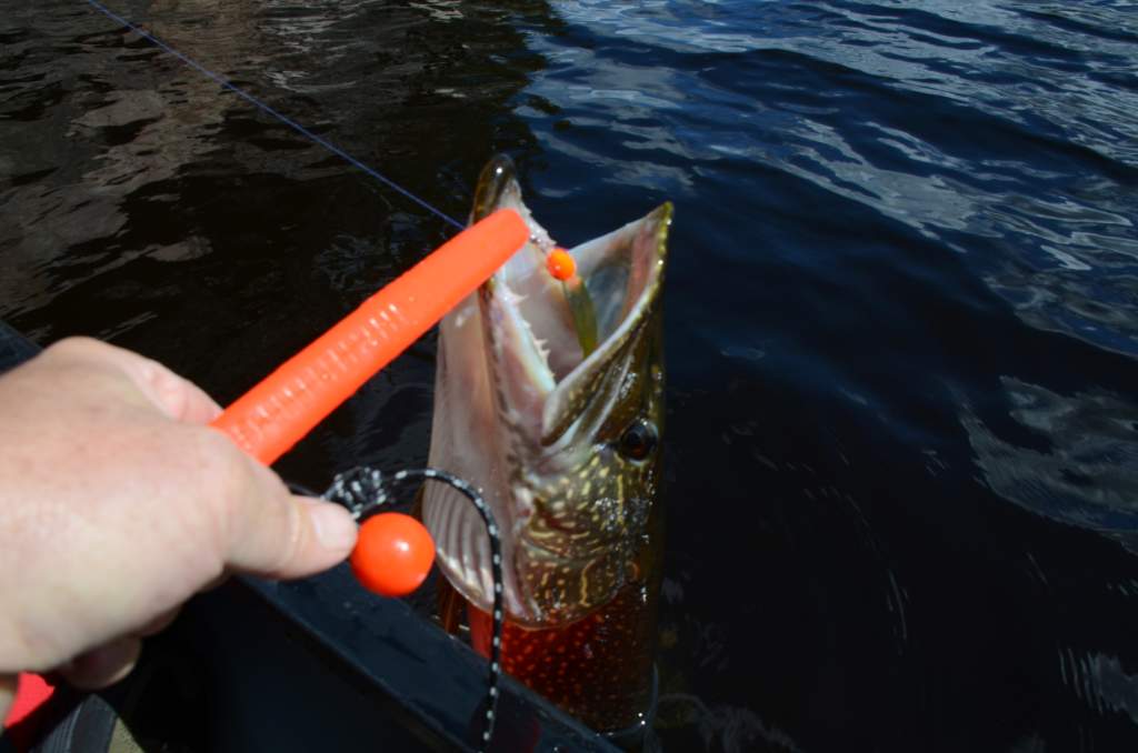 700_5358.jpg - Nice Pike