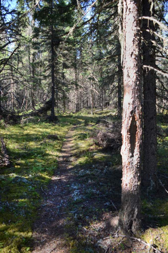 700_5411.jpg - The enchanted portage