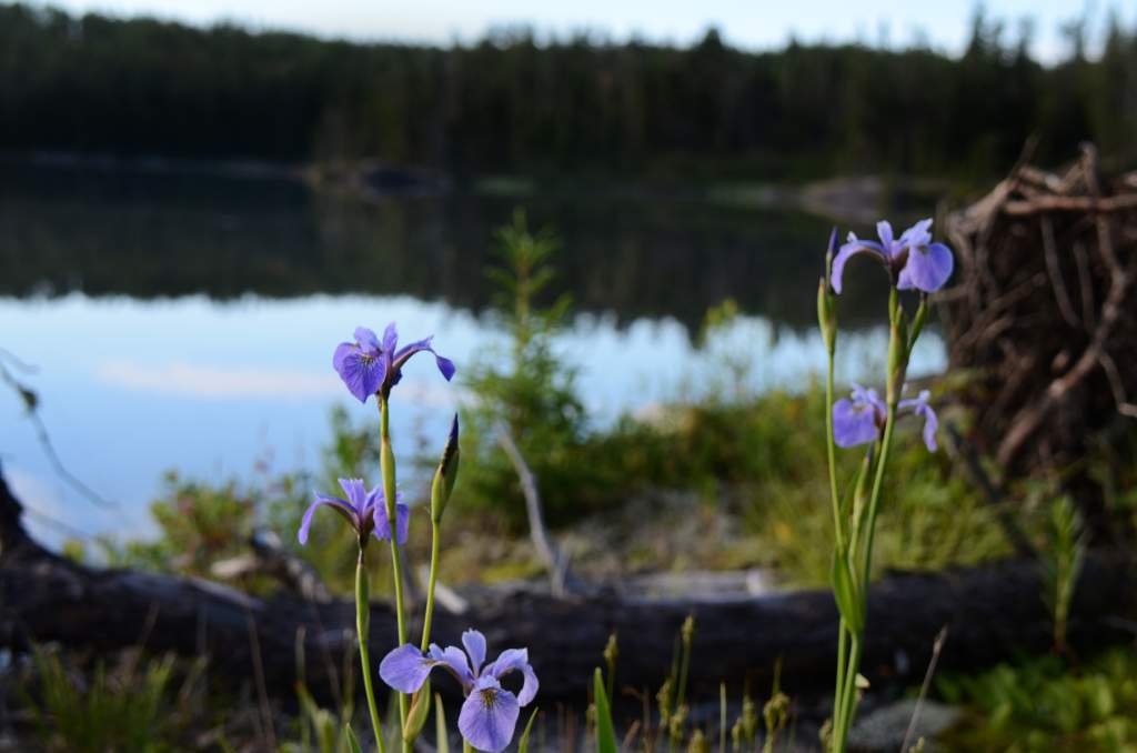 700_5438.jpg - Iris everywhere