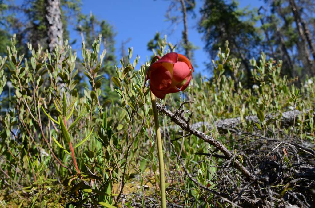 700_5450.jpg - Picher Plant