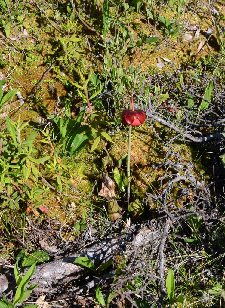 700_5453.jpg - Surprise along the portage