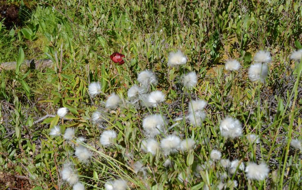 700_5459.jpg - cotton grass