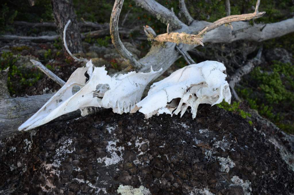 700_5475.jpg - Skeletons