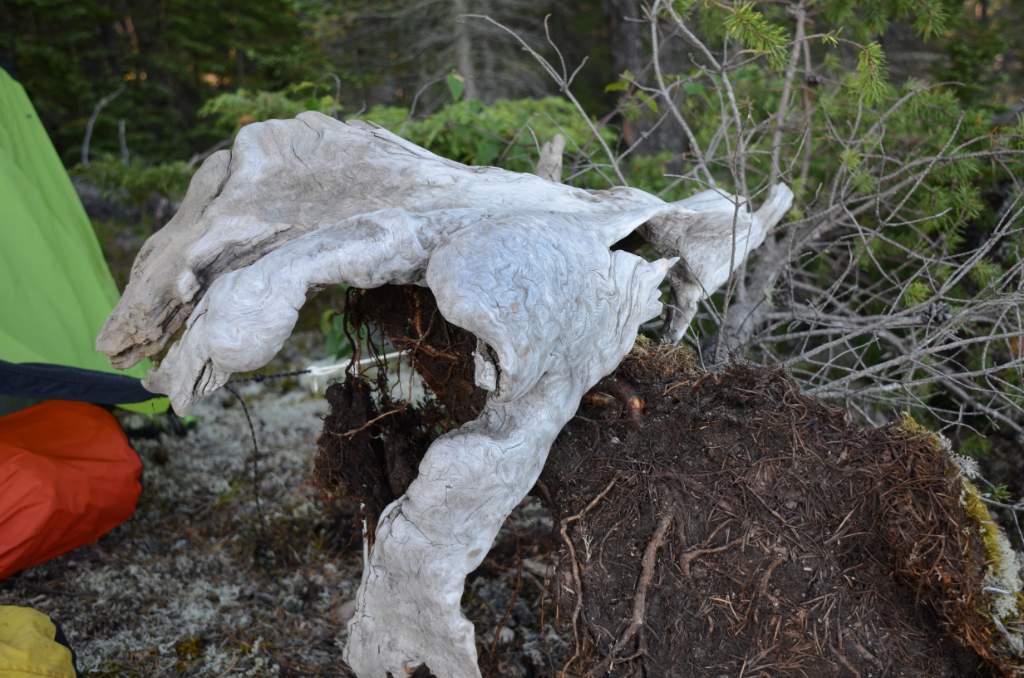 700_5477.jpg - Natural Art