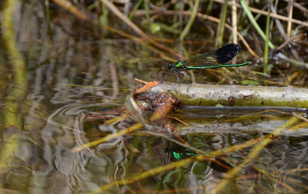 700_5489.jpg - Damsfly
