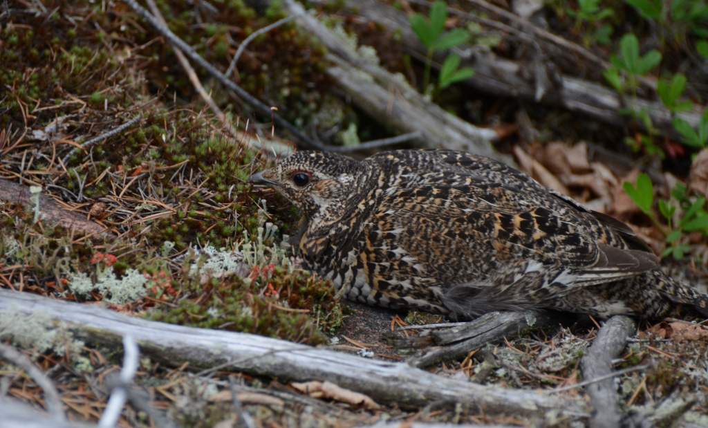 700_5516.jpg - Spruce Grouse