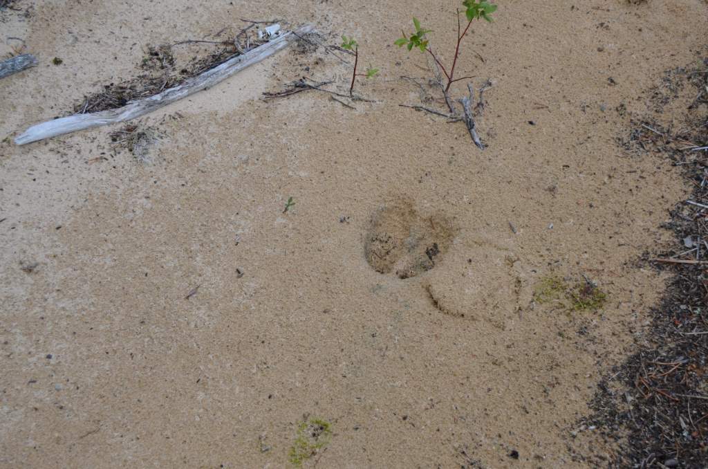 700_5546.jpg - Caribou Track
