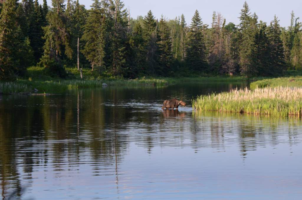 700_5666.jpg - Bird River Moose