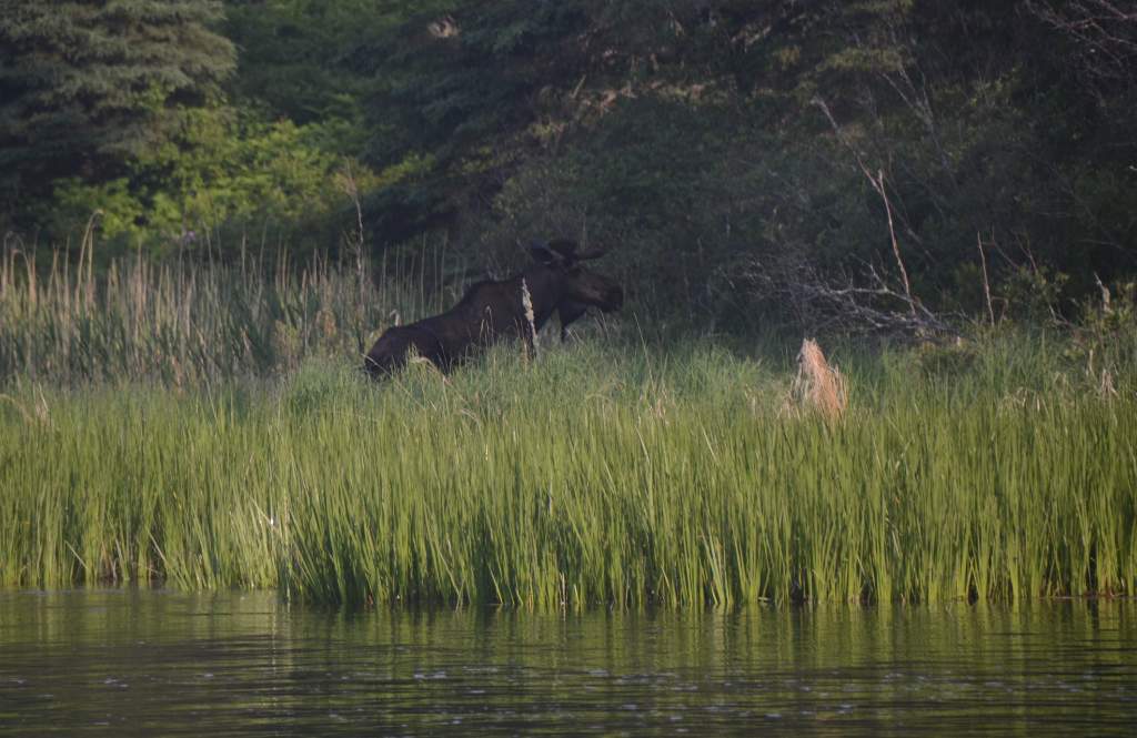 700_5678.jpg - Bull Moose