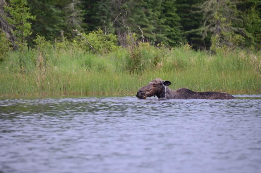 700_5710.jpg - A moose