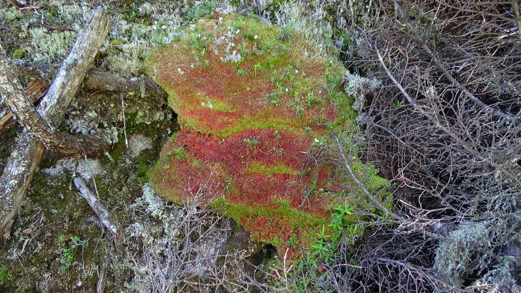 DSC00047.jpg - Colorful Moss