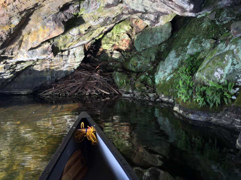 IMG_0346.jpg - Beaver lodge in the cave