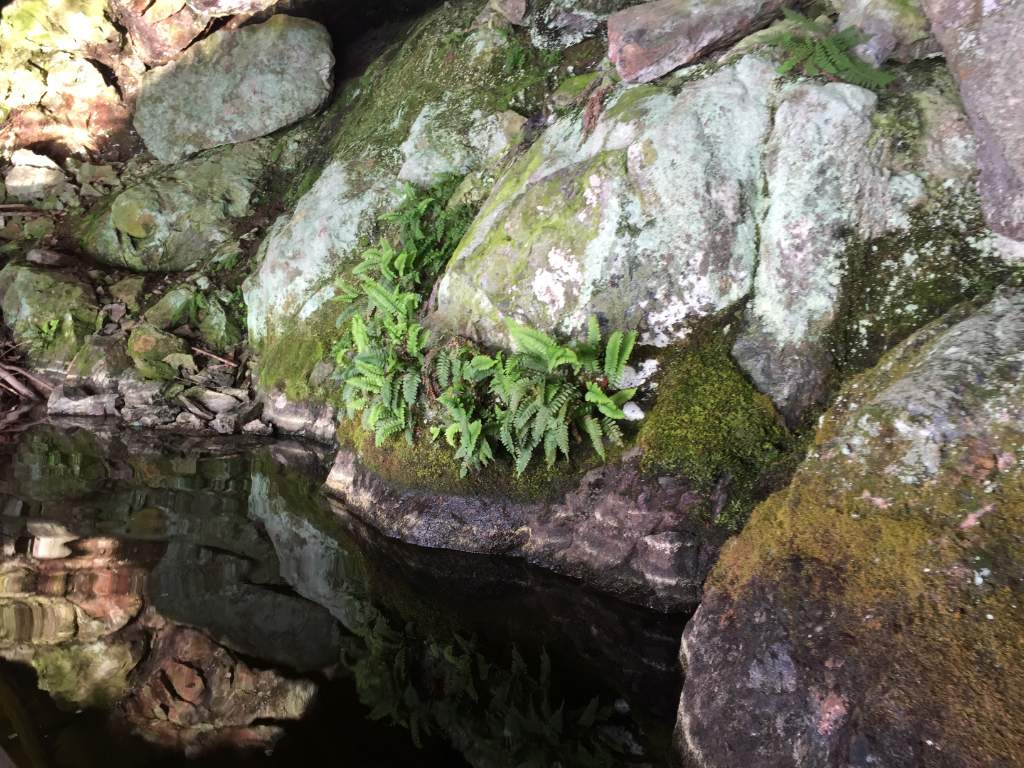 IMG_0353.jpg - Cave Flora