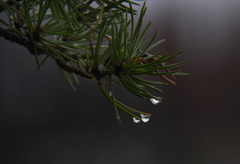 D50_0695.jpg