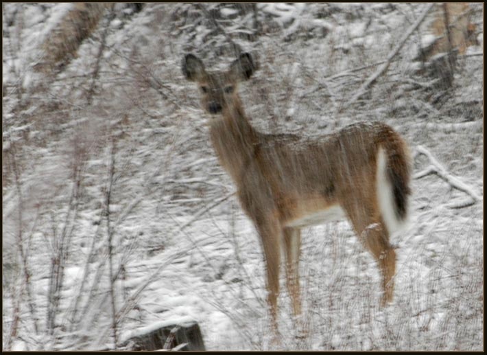 deer.JPG