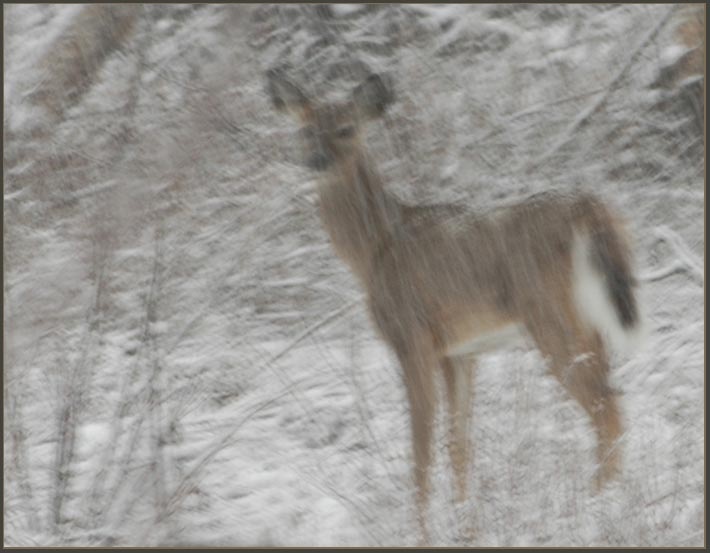 deer_softer.jpg