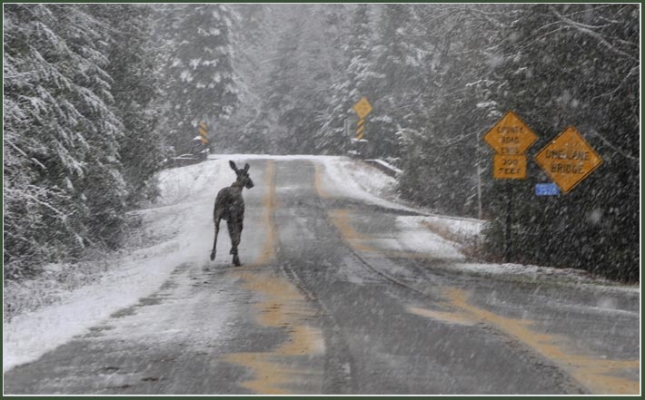 moose.jpg