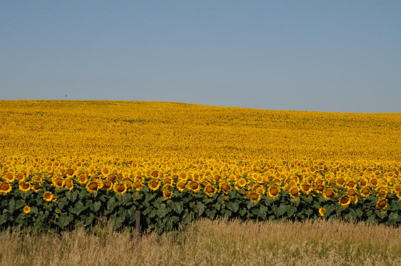 DSC_2799.JPG