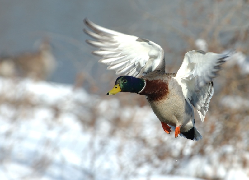 1076_r.jpg - Mallard